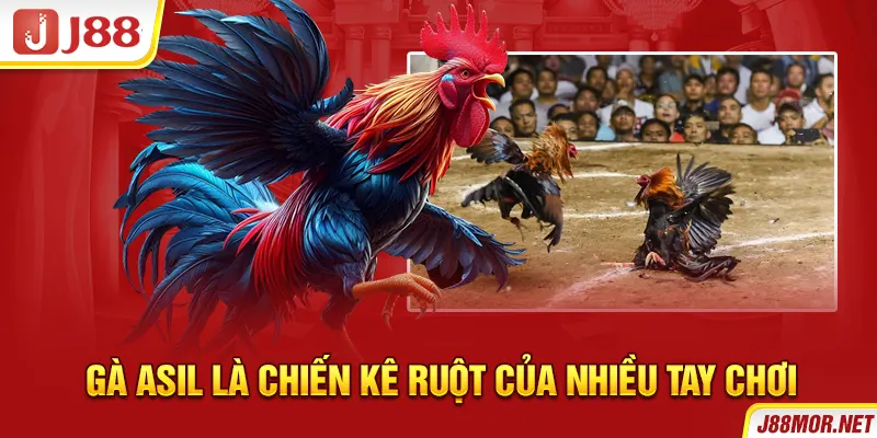Gà Asil là chiến kê ruột của nhiều tay chơi