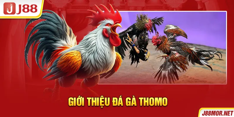 Giới thiệu đá gà Thomo