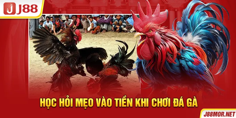 Học hỏi mẹo vào tiền khi chơi đá gà