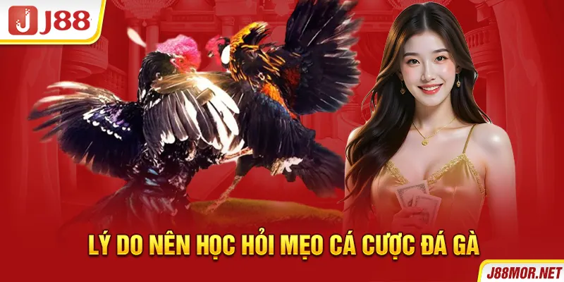 Lý do nên học hỏi mẹo cá cược đá gà