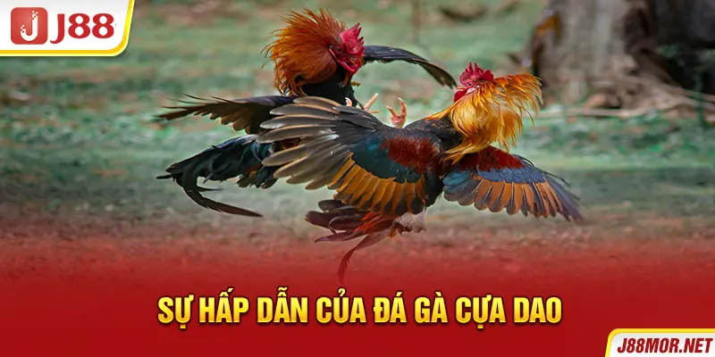 Sự hấp dẫn của đá gà cựa dao